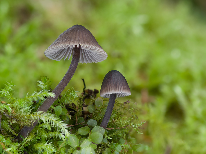 Mycena leptocephala